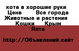 кота в хорошие руки › Цена ­ 0 - Все города Животные и растения » Кошки   . Крым,Ялта